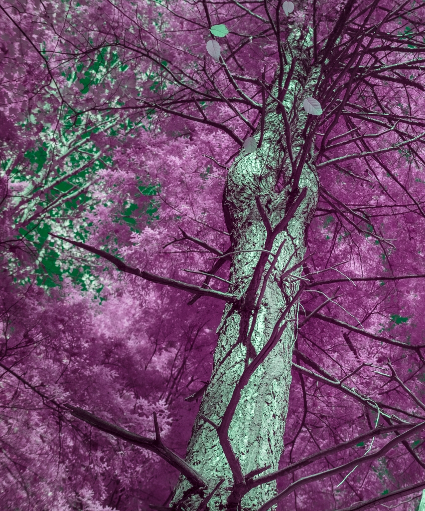  « Béchard Hudon, Monologue de la forêt, image tirée d’une vidéo, 2026. »