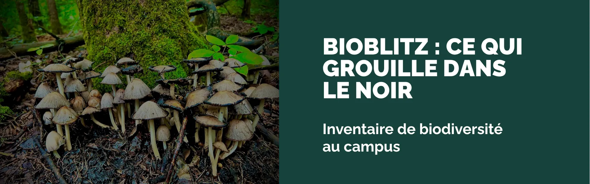 Bioblitz : ce qui grouille dans le noir