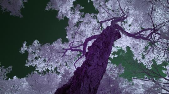 Crédit photos : « Béchard Hudon, Monologue de la forêt, image tirée d’une vidéo, 2026. »